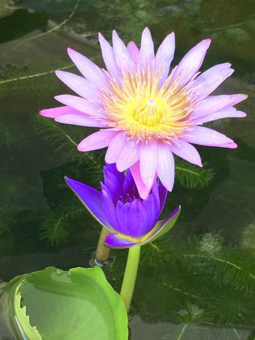 water lily blossom nature