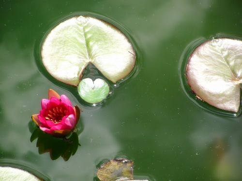 water lily lotus lotos