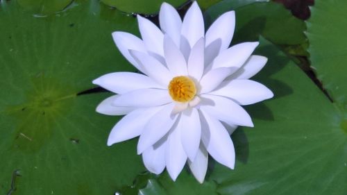 water lily white aquatic plant