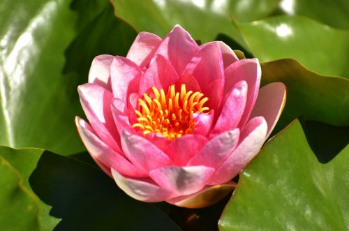 water lily pink summer