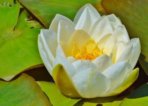 water lily rose flower