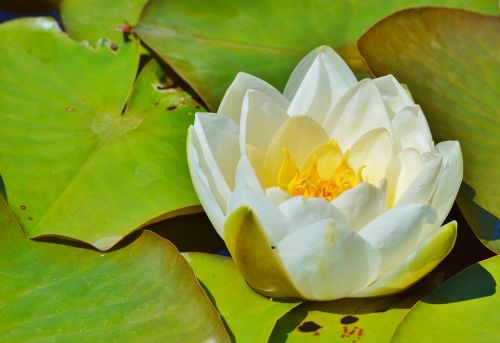 water lily rose flower