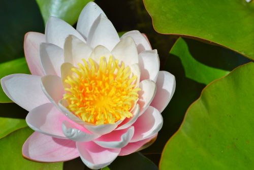 water lily rose flower