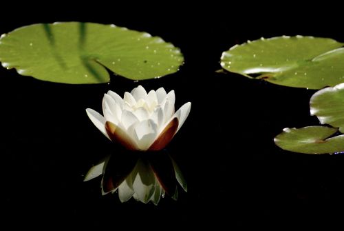 water lily white blossom