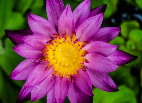 water lily waterlily purple