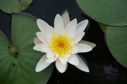 water lily pond aquatic plant