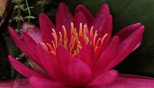 water lily nuphar lutea aquatic plant