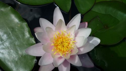 water lily white german flower