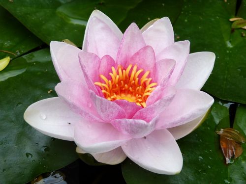 water lily garden pond pink flower