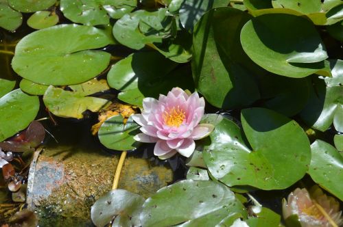 water lily flower aquatic