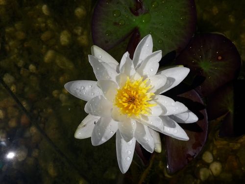 water lily nuphar lutea flowers