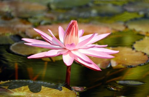 water lily flower aquatic plant