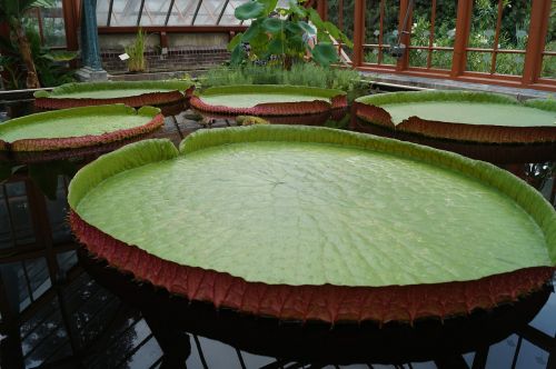 water lily sheet pond