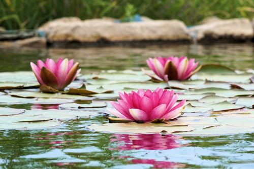 water lily pond blossom