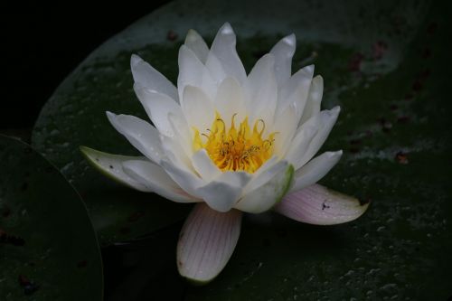 water lily aquatic white water lily