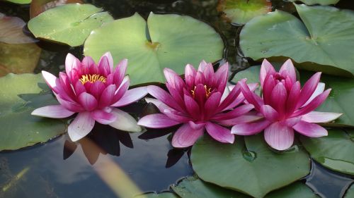 water lily pond nature