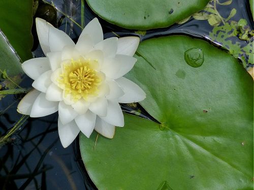 water lily water flower lily pad