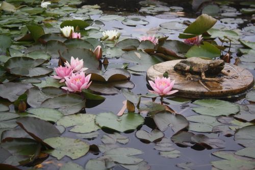 water lily lilies pond