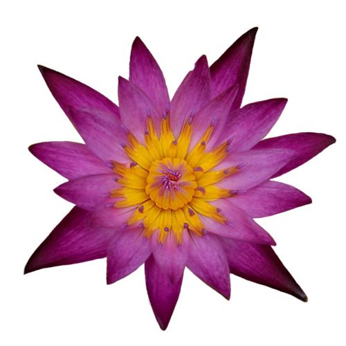 water lily isolated blossom