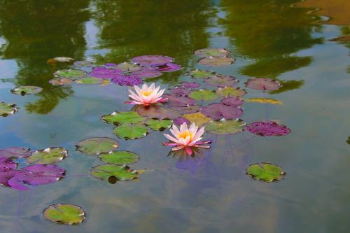 water lily beautiful nature