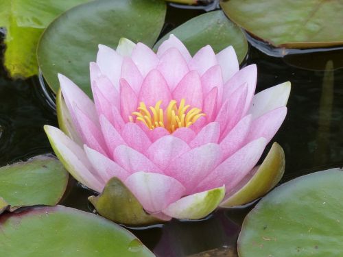 water lily pink leaf