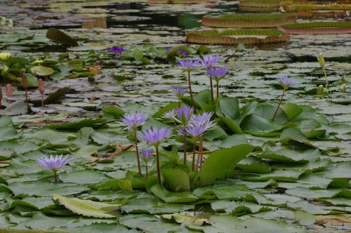 water lily pond water