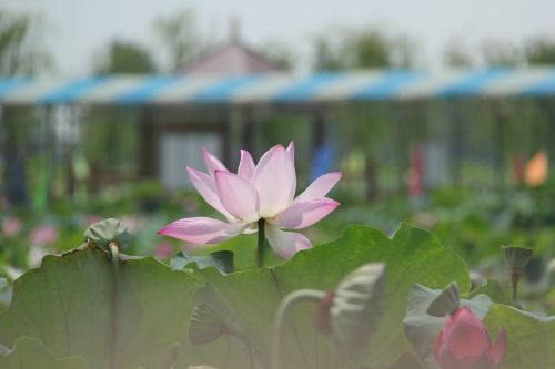 water lily plant scenery