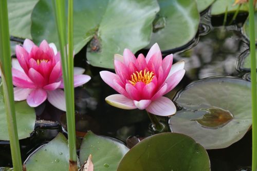 water lily lily pink