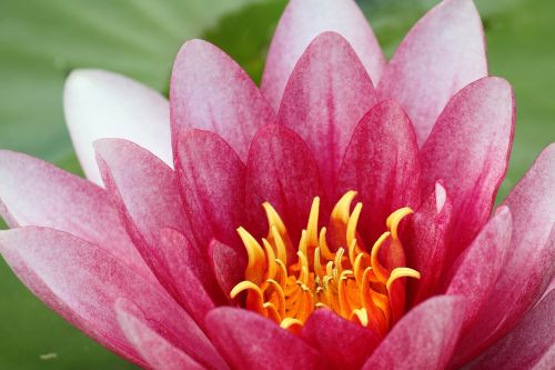 water lily flowers pink