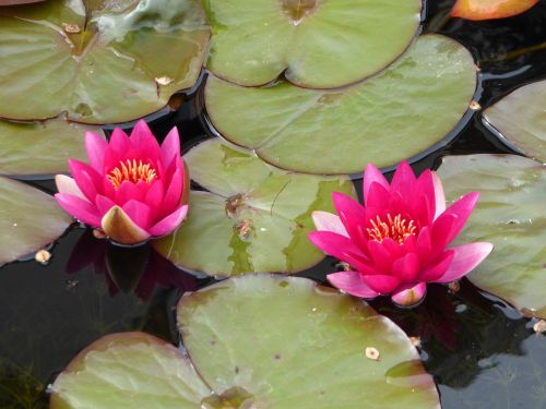 water lily plant aquatic plant