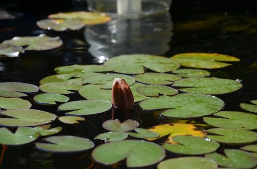 water lily pond water