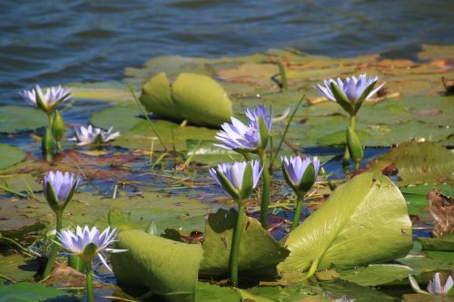 water lily aquatic plant nature