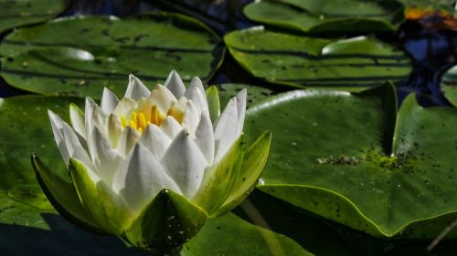 water lily flower flower water