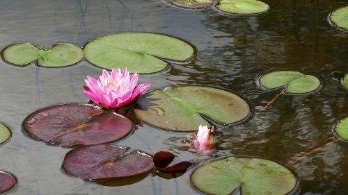 water lily blossom bloom