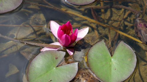 water lily blossom bloom