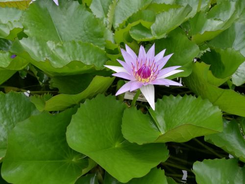 water lily pond blossom