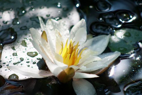water lily aquatic plant white