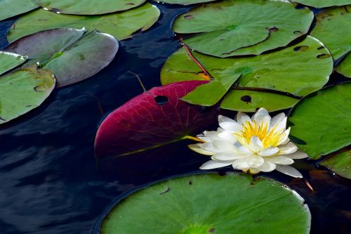 water lily white water