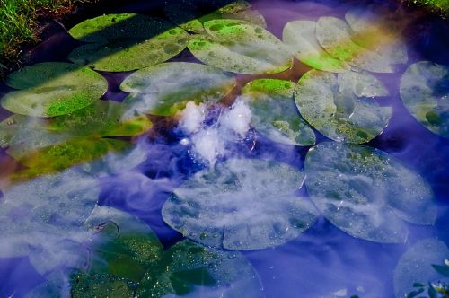 water lily plant water