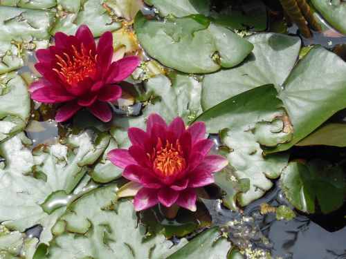 water lily red flower basin