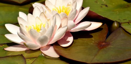 water lily flower water