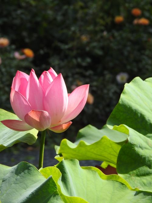 water lily pink aquatic plant