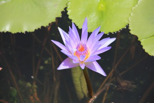 water lily purple blossom