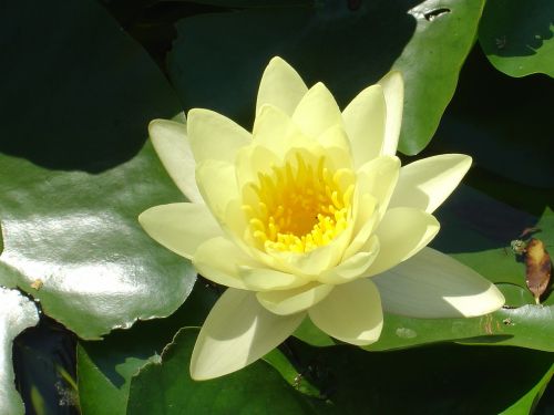 water lily pond aquatic plant