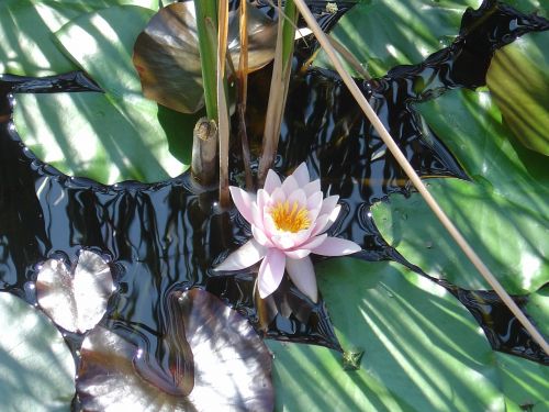 water lily pond aquatic plant