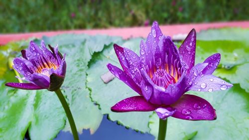 water lily violet flower water drop