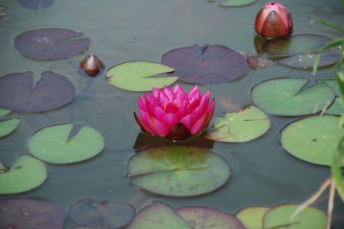 water lily pond aquatic plant