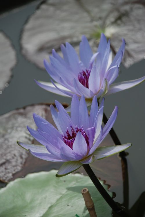 water lily aquatic plant pond