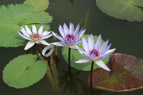 water lily aquatic plant lake rose