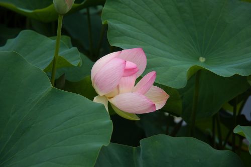 water lily bud plant